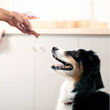 Milk-Bone, Chicken Recipe, Soft & Chewy Dog Snacks, 37 oz.