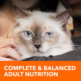 Healthy Enjoyment Dry Cat Food Chicken & Salmon Recipe, 3 Lb. Bag